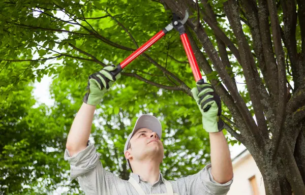 An arborist trims a tree branch with a garden lopper. Pruning and tree trimming are similar, but they have different objectives. Contact Accurate Tree Services + HH Arborist for your tree care needs.